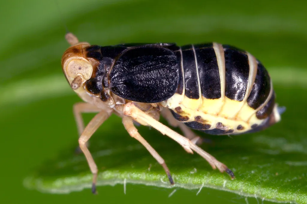 Ditropis pteridis - photo 2