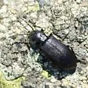 Ditylus caeruleus - photo 2