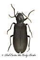 Ditylus caeruleus - photo 3