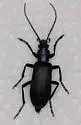 Ditylus gracilis