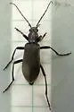 Ditylus gracilis - photo 2