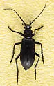 Ditylus gracilis - photo 3