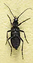 Ditylus gracilis - photo 4