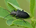 Ditylus gracilis - photo 5