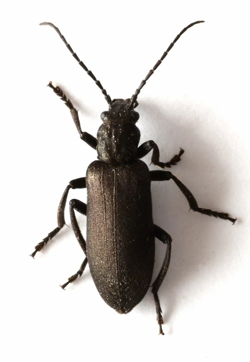 Ditylus quadricollis - photo 3