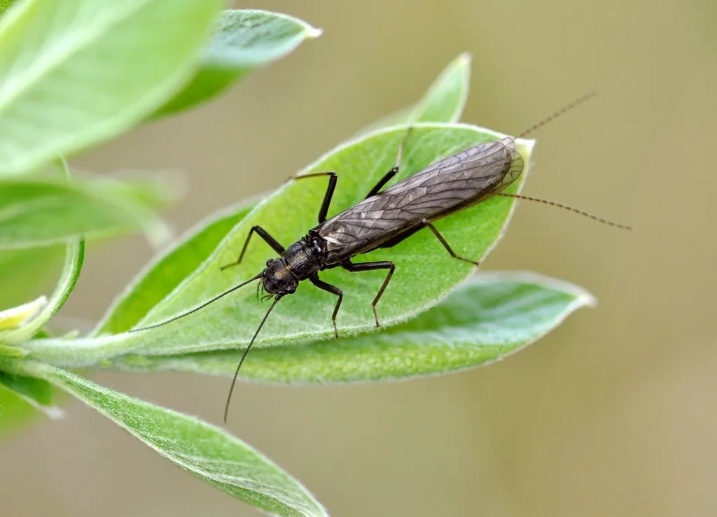 Lapland Springfly - photo 2