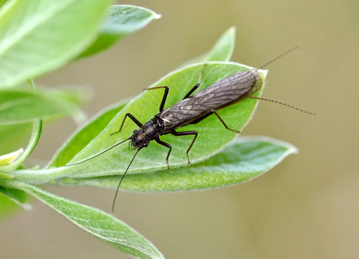 Lapland Springfly - photo 3