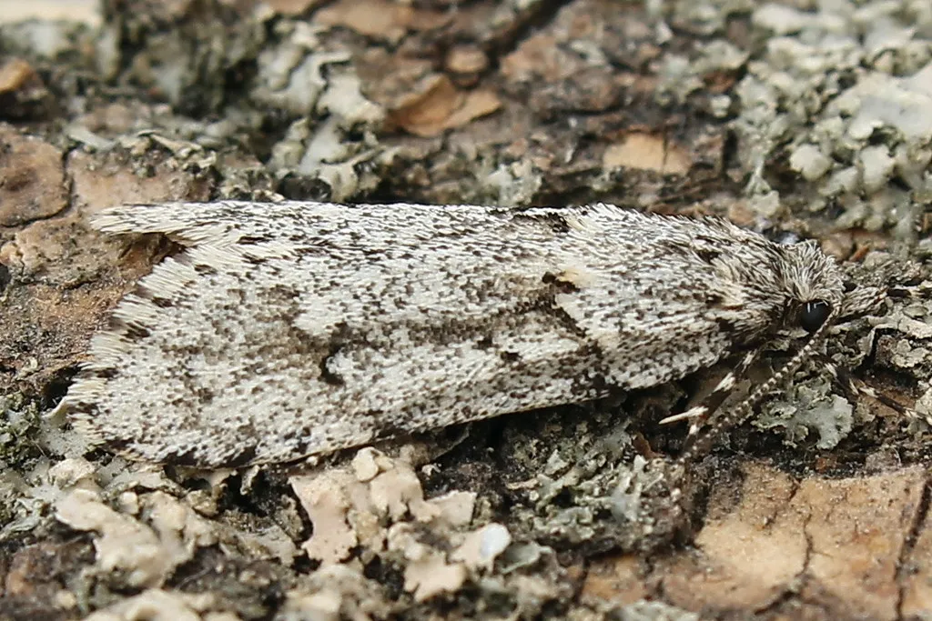 Diurnea fagella - photo 2