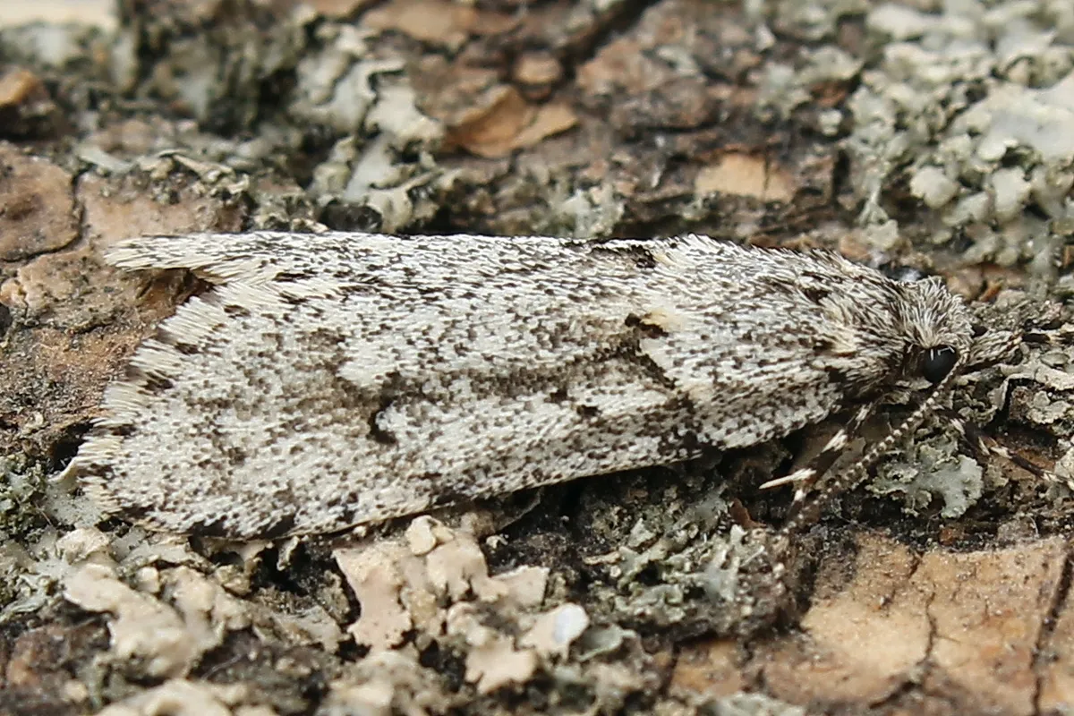 Diurnea fagella - photo 3
