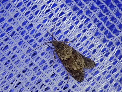 Diurnea issikii