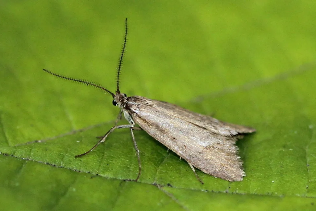 Diurnea lipsiella - photo 2