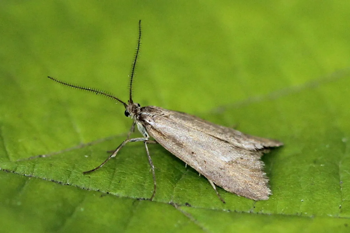 Diurnea lipsiella - photo 3