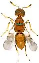 Diversinervus elegans - Diversinervus elegans
