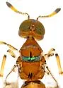 Diversinervus elegans - photo 2