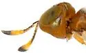 Diversinervus elegans - photo 4