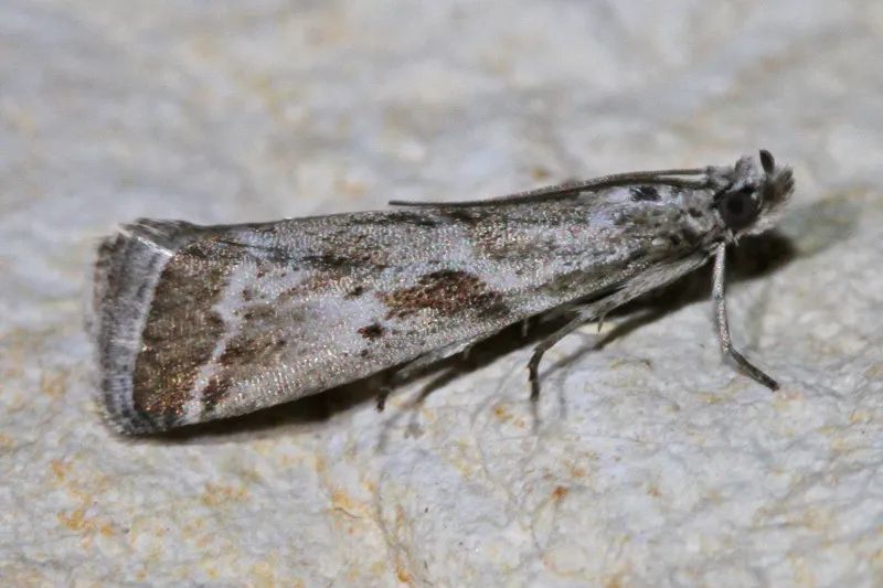 Diviana eudoreella - Hodges#5929 - photo 2