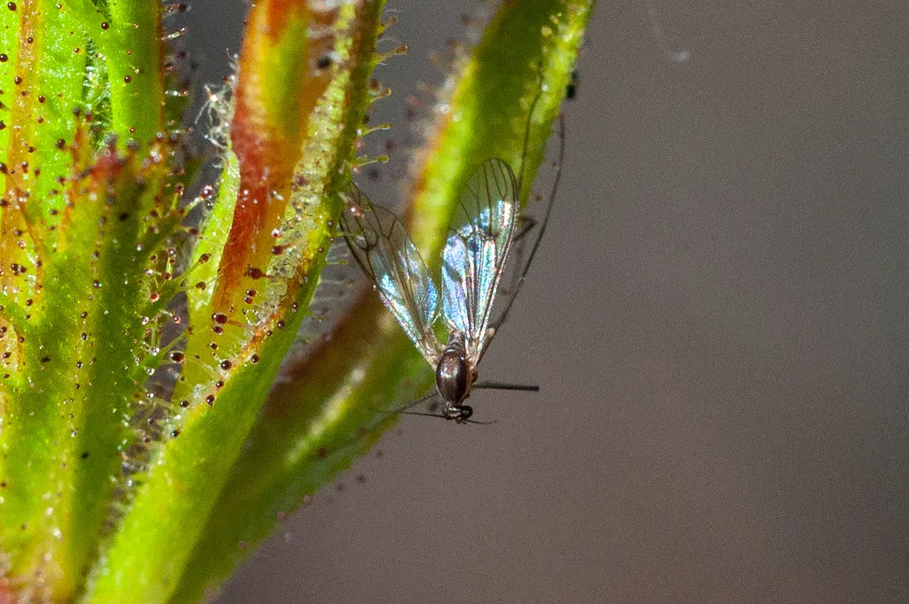 Dixa capensis - photo 2