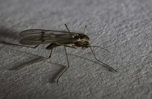 Dixa nubilipennis