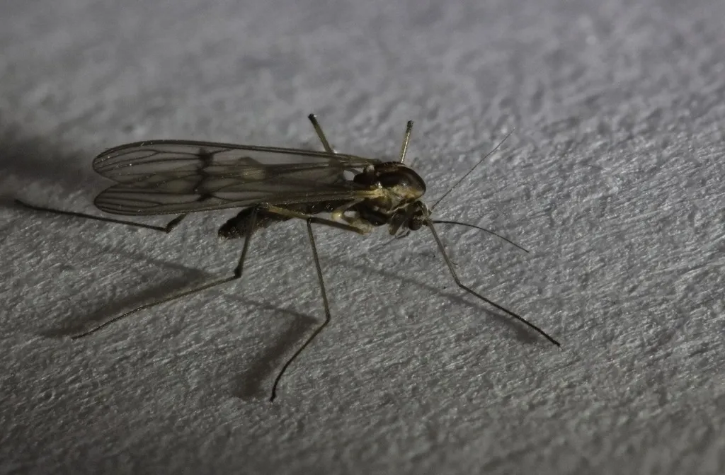 Dixa nubilipennis - photo 2