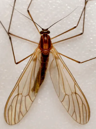 Dixella aestivalis