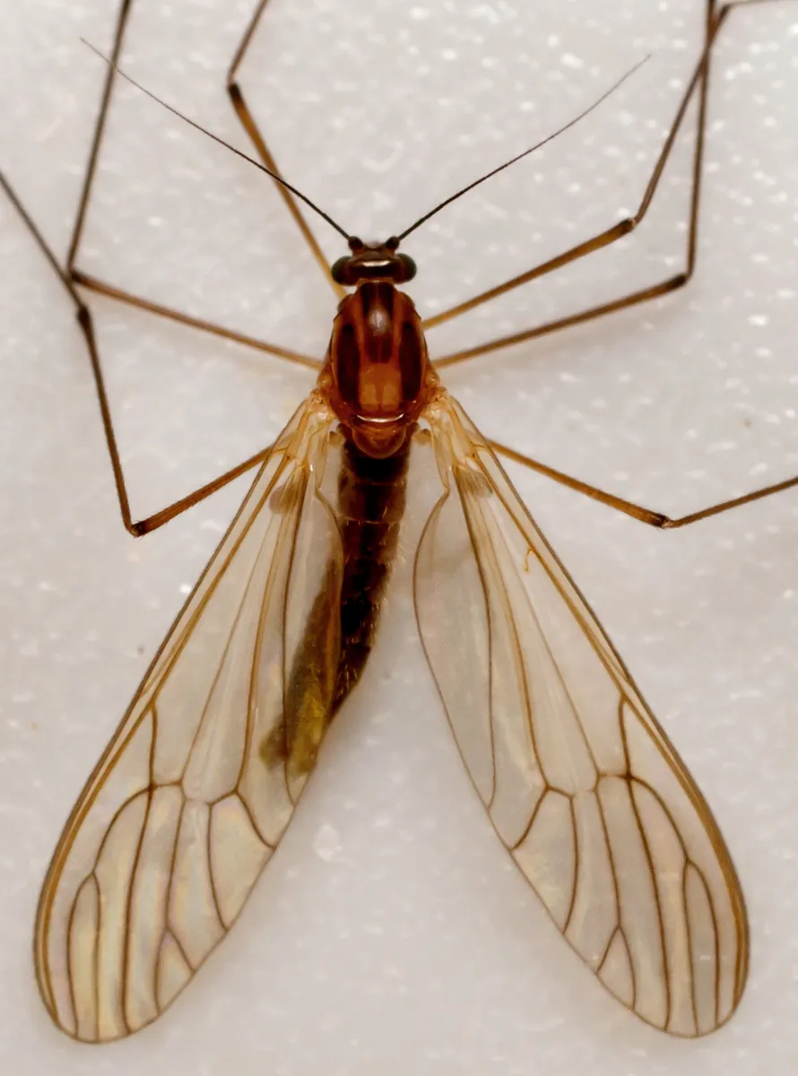 Dixella aestivalis - photo 3