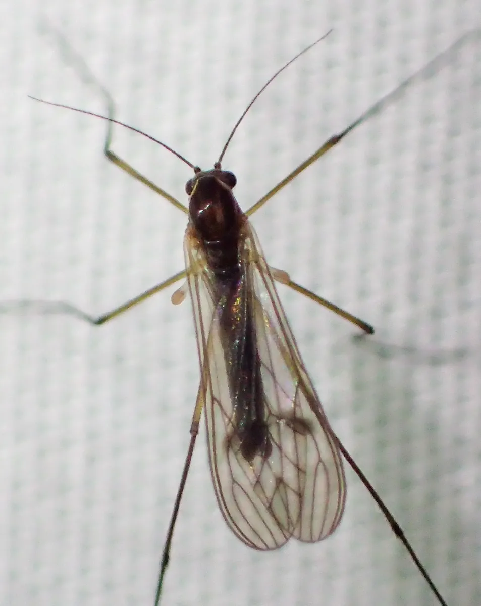 Dixella californica - photo 2