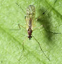 Dixella clavata - Dixella clavata