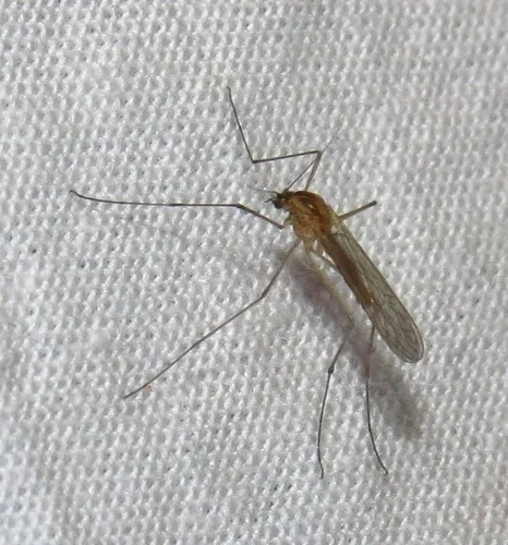 Dixella cornuta