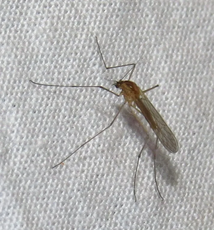 Dixella cornuta - photo 2