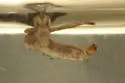 Dixella dorsalis - photo 2