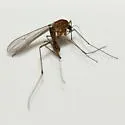 Dixella dorsalis - photo 4