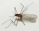 Dixella dorsalis - photo 5