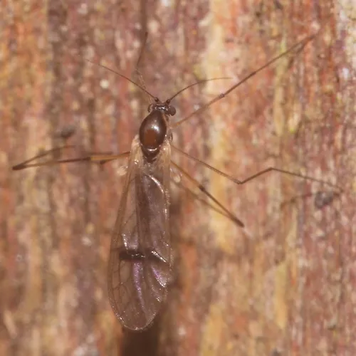 Dixella fuscinervis