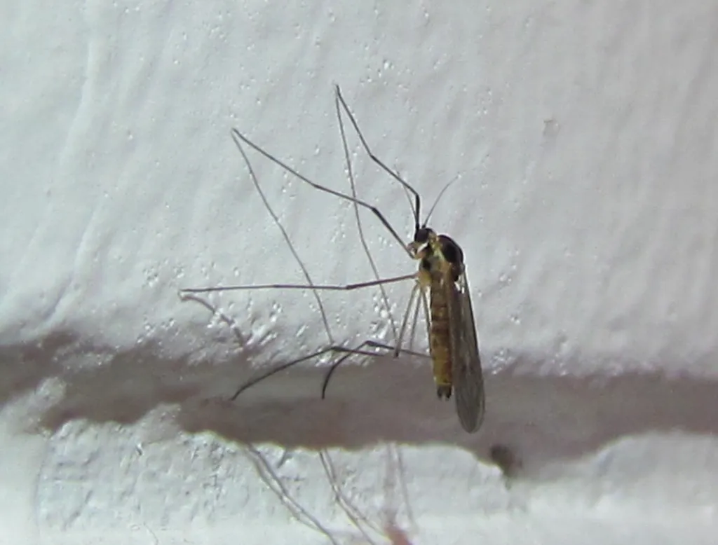 Dixella limai - photo 2