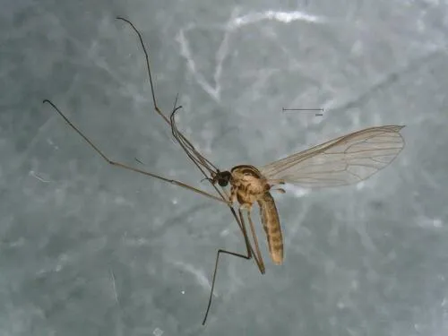 Dixella martinii