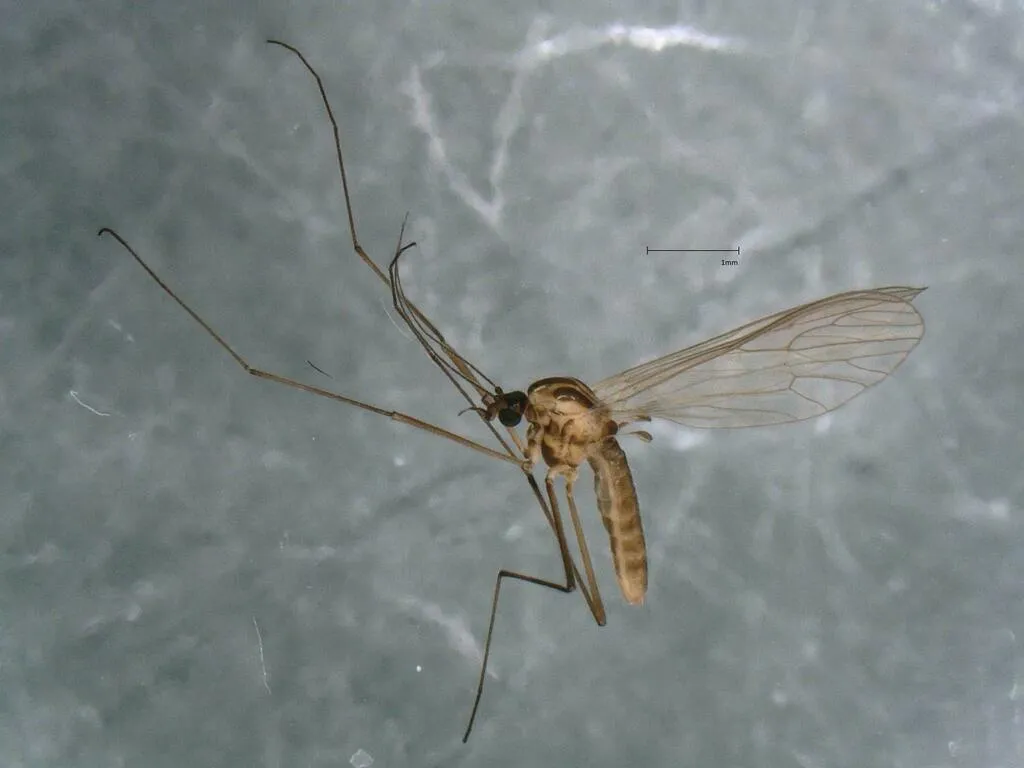 Dixella martinii - photo 2