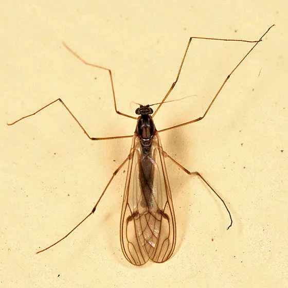 Dixella nova - photo 2