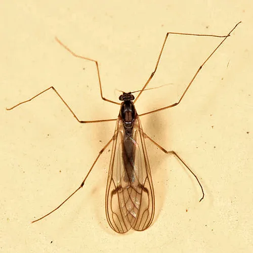 Dixella nova - photo 3