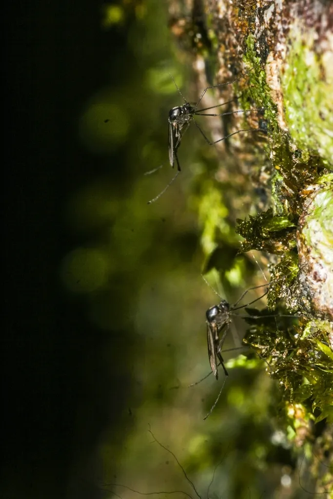 Dixella torrentia
