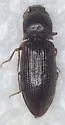 Dixicollis divaricatus - photo 2