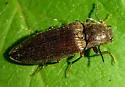 Dixicollis divaricatus - photo 3