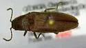 Dixicollis divaricatus - photo 4