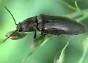 Dixicollis divaricatus - photo 5