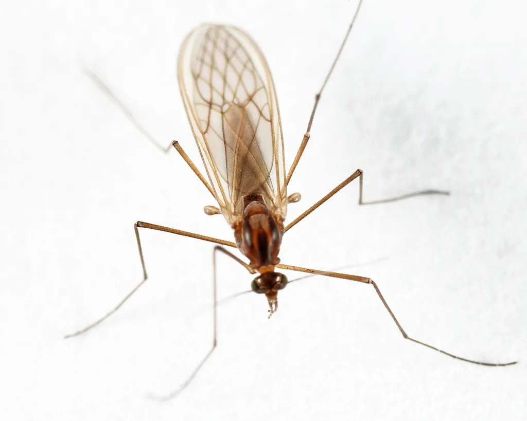 Meniscus Midges - photo 2