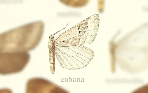 Doa cubana