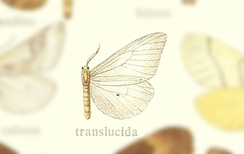 Doa translucida - photo 2