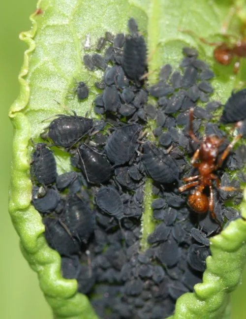 Dock Aphid - Aphis rumicis