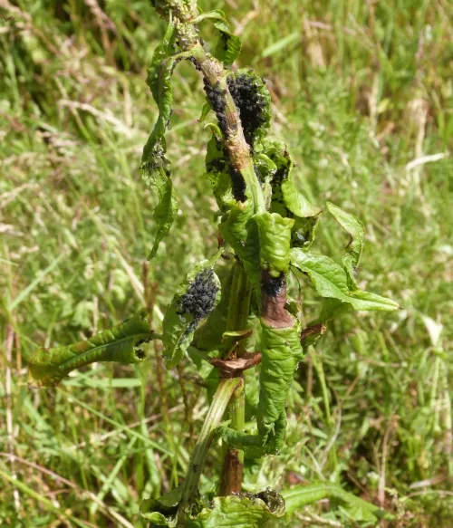 Dock Aphid - photo 2