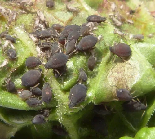 Dock Aphid - photo 3