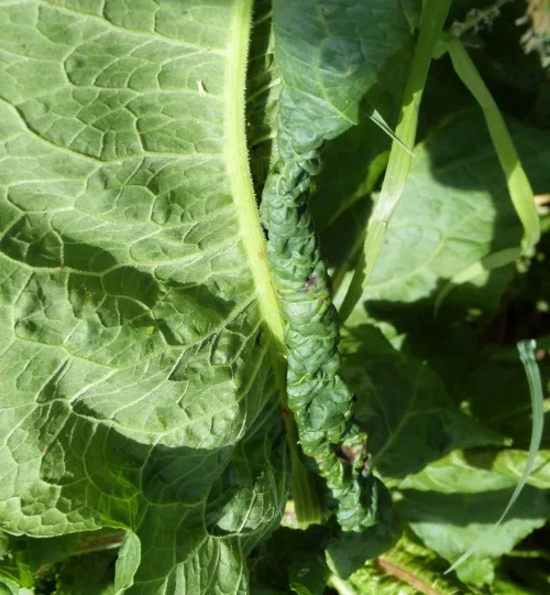 Dock Aphid - photo 4